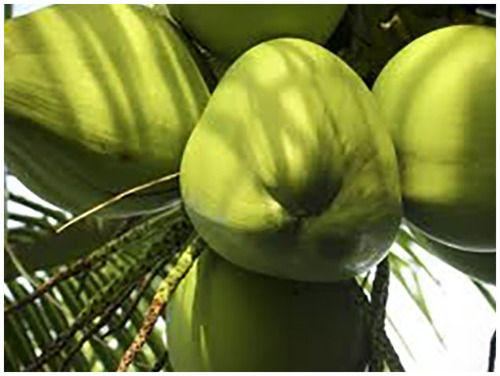 Brown Natural Tender Green Coconut