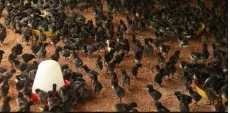Kadaknath Breed Black Chicks