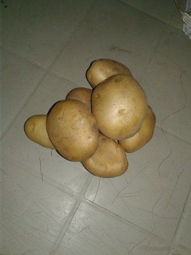 Farm Fresh Medium Size Potato