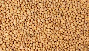 Low Price Sorghum Seeds