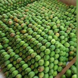 Pure And Fresh Mangoes