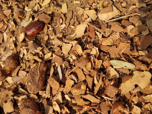 High Grade Tamarind Husk