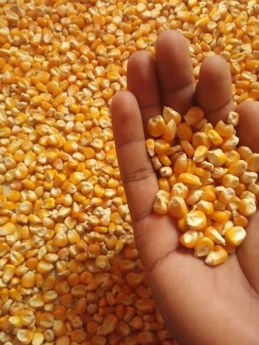 Yellow Maize For Animal Feed