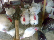 Turkey Chicks By DUTCH FARM