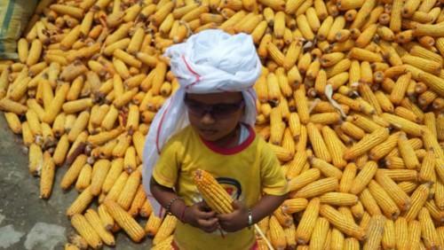 India Yellow Corn
