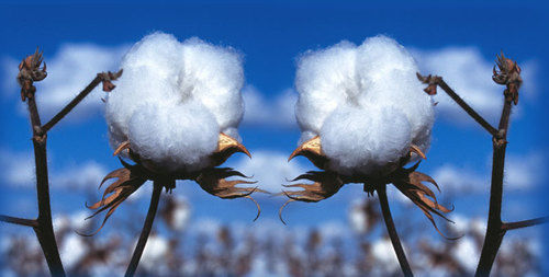 White Pure Raw Cotton