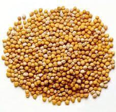 Low Price Mustard Seeds