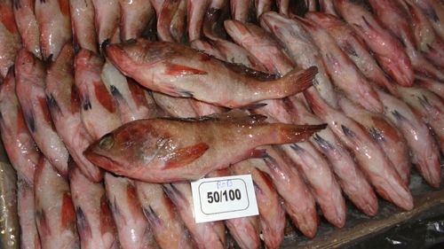 Reef Cod Whole Round Fish