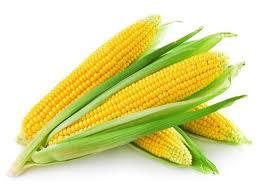 Fresh Yellow Color Maize