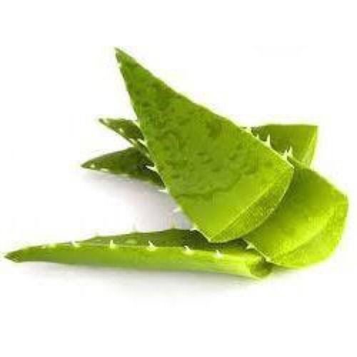 Herbal Aloe Vera Leaves