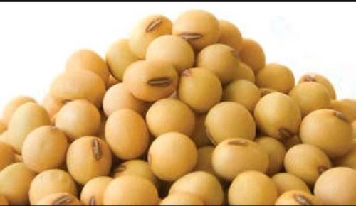 High Protein Soybean Seeds