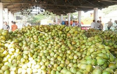  फ्रेश ग्रीन टेंडर नारियल 