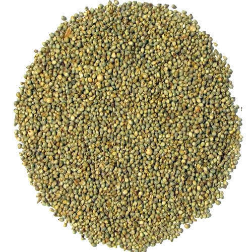 Green Millet (Bajra) Grain