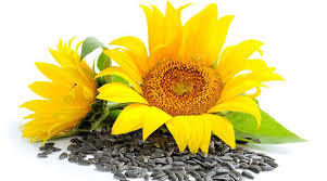 High Grade Sunflower Seeds