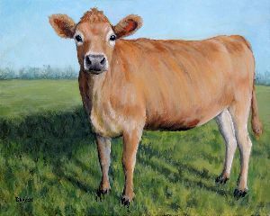 High Breed Indian Jersey Cow