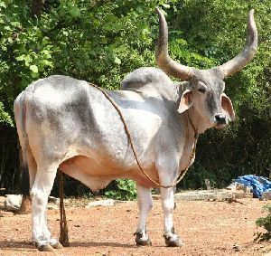 High Breed Kankrej Cow