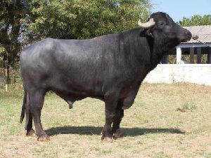 High Breed Mehsani Buffalo