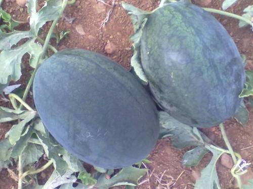 Hybrid Water Melon F1 Seeds (Ice Box) Purity: 99.9