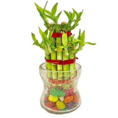 Lucky Bamboo 2 Layer With Long Glass Pot Ingredients: MetforminAvailable Combination : Metformin+Glimepiride Tablet