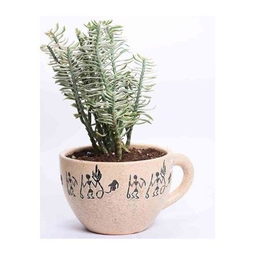 Padilanthus Cup Plant