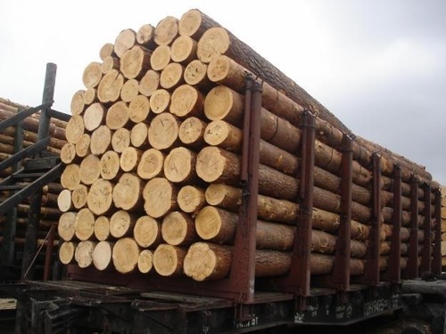 Pine Logs/Sawn Timbers