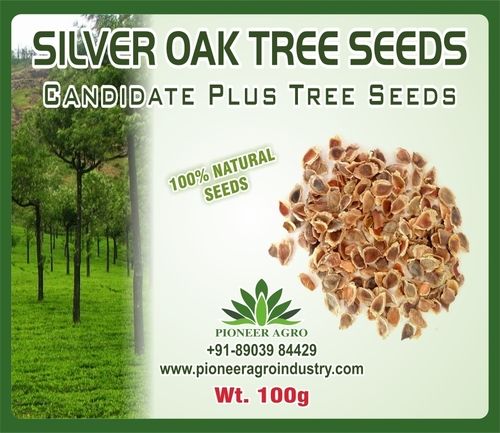 Silver Oak Tree Seeds 100g