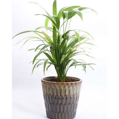 Unique Quality Muddy Areca Palm