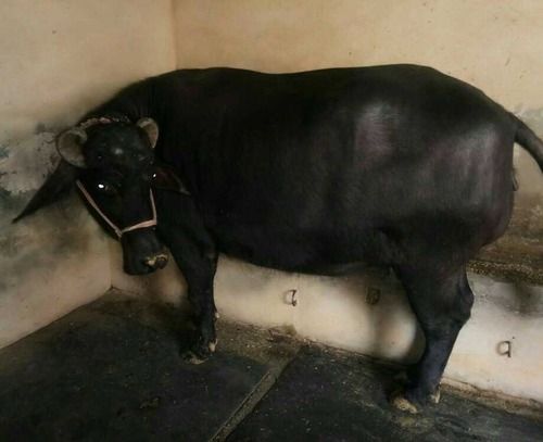 Black Color Murrah Buffalo