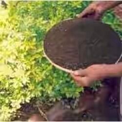 Vermicompost Fertilizer for Agriculture