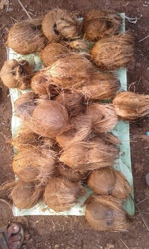 Best Quality Dry Coconut