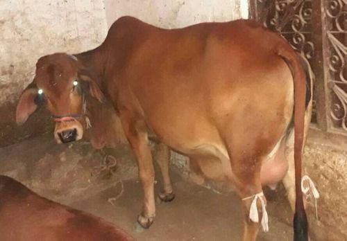 High Breed Sahiwal Cow