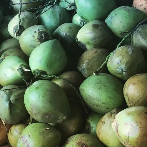 Tender Young Green Coconuts