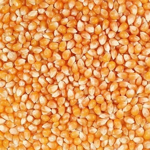 Fresh Indian Organic Corn