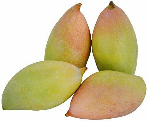 Fresh Totapuri Mangoes Fruit