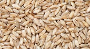 Hygienic Processing Durum Wheat