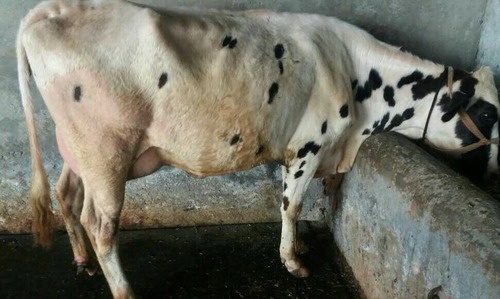 Black And White Holstein Friesian Cow