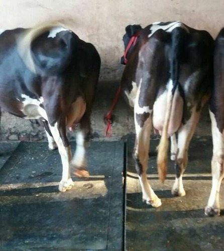 Holstein Friesian Cow