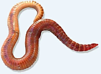 Earth Worm
