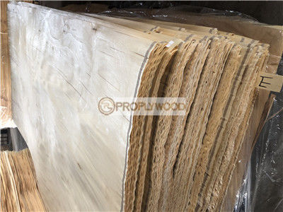 Nature US White Birch Veneer Rotary Cut E/E+ Grade for Furniture or Plywood