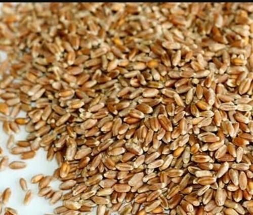 Domestic Organic Wheat / Grain