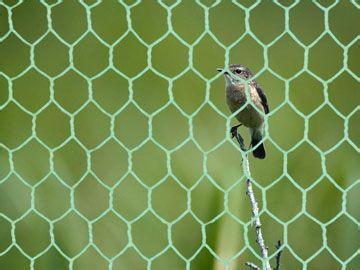 Durbale Bird Netting Services