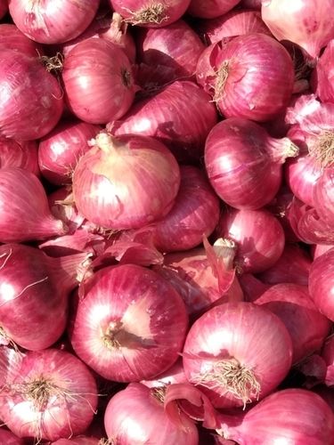 Fresh Red Onion Vegetable