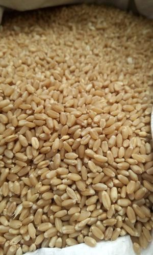 High Quality Wheat