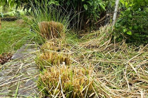 Vetiver Grass Plant Sapling