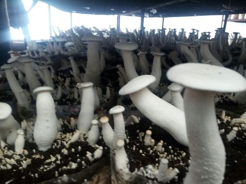 Ashya Organic Milky Mushroom