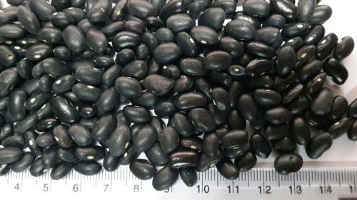 High Grade Black Kidney Beans