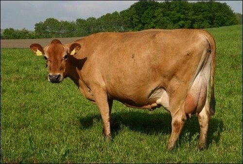 Steel Jersey Cow