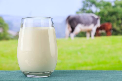  शुद्ध सफेद गाय का दूध