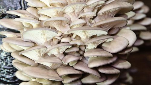 Fresh Packaged Oyester Mushroom