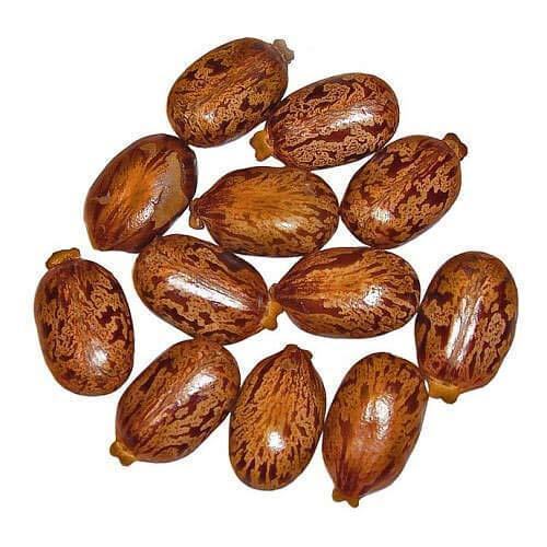 Highly Economical Castor Seeds